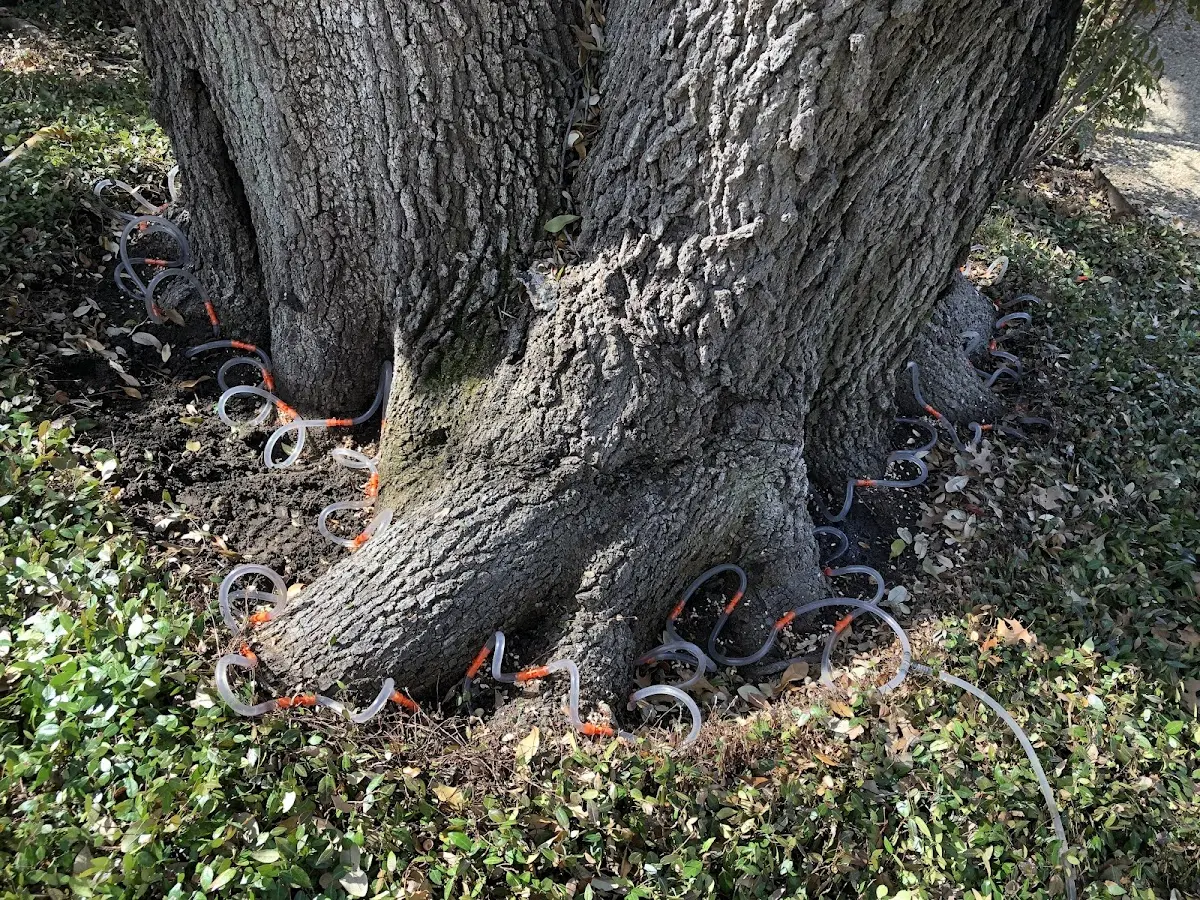 Detailed Tree Cabling and Bracing job site in El Verano