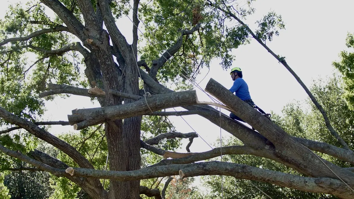 Professional Crown Thinning performed by certified arborists in El Verano